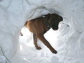 chien �leveurs chiens photos